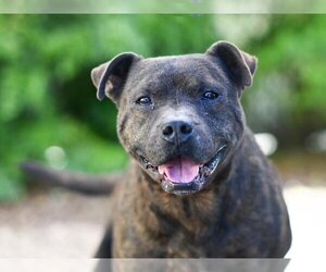Boxer-Unknown Mix Dogs for adoption in Tavares, FL, USA