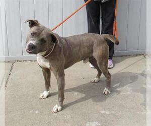American Pit Bull Terrier Dogs for adoption in Louisville, KY, USA