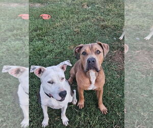 American Pit Bull Terrier Dogs for adoption in Claremore, OK, USA