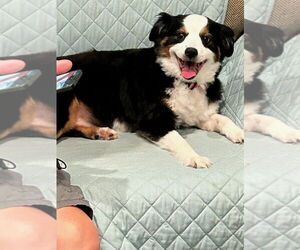 Australian Shepherd Dogs for adoption in Gulfport, MI, USA