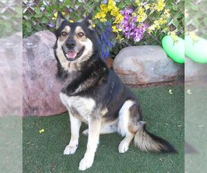 German Shepherd Dog-Unknown Mix Dogs for adoption in Oklahoma City, OK, USA