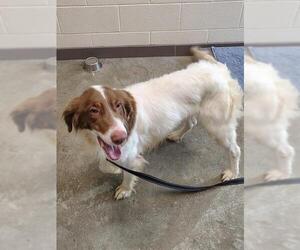 --English Setter Mix Dogs for adoption in Waterford, VA, USA