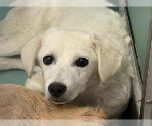 Mutt Dogs for adoption in Moreno Valley, CA, USA