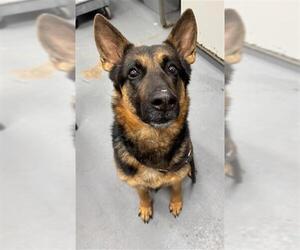 German Shepherd Dog Dogs for adoption in Peoria, IL, USA