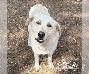 German Shepherd Dog-Great Pyrenees Mix Dogs for adoption in Irvine, CA, USA