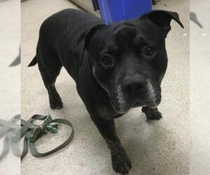 American Pit Bull Terrier-Unknown Mix Dogs for adoption in Riverside, CA, USA