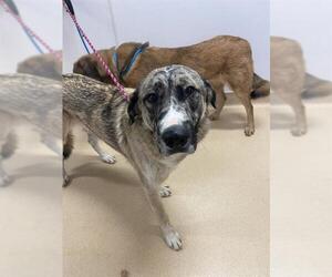 German Shepherd Dog-Great Pyrenees Mix Dogs for adoption in Placerville, CA, USA