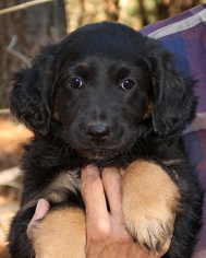 Medium Photo #1 Sheprador Puppy For Sale in Eureka Springs, AR, USA