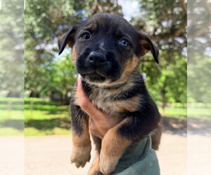 German Shepherd Dog-Unknown Mix Dogs for adoption in Brewster, NY, USA