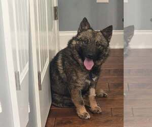 Mutt Dogs for adoption in Holly Springs, NC, USA