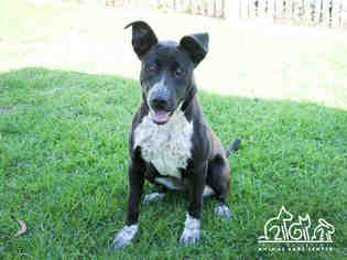 Lab-Pointer Dogs for adoption in Irvine, CA, USA