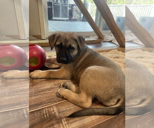 German Shepherd Dog Dogs for adoption in Seattle, WA, USA