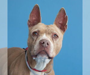 American Pit Bull Terrier Dogs for adoption in Pasadena, CA, USA