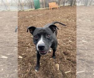 American Pit Bull Terrier-Unknown Mix Dogs for adoption in Denver, CO, USA