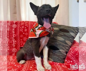 Mutt Dogs for adoption in Washington, DC, USA