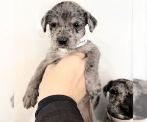 Catahoula Leopard Dog-Miniature Schnauzer Mix Dogs for adoption in Houston, TX, USA