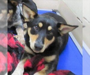 Australian Kelpie Dogs for adoption in Pleasanton, CA, USA