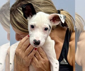 Pointer-Unknown Mix Dogs for adoption in Jefferson, NJ, USA