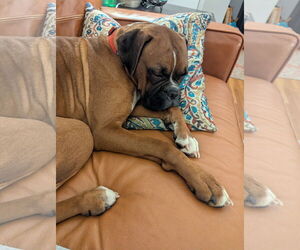 Boxer Dogs for adoption in Woodbury, MN, USA