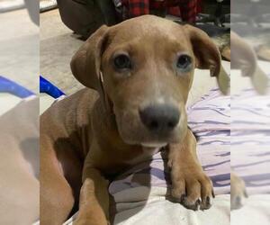 Labrador Retriever Dogs for adoption in Venus, TX, USA