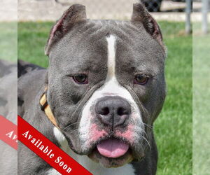American Staffordshire Terrier-Bulldog Mix Dogs for adoption in Huntley, IL, USA