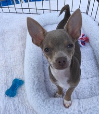 Chihuahua Dogs for adoption in Southeastern, PA, USA