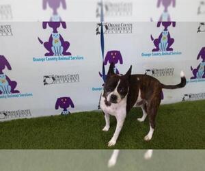 Boston Terrier Dogs for adoption in Orlando, FL, USA