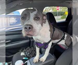 American Staffordshire Terrier Dogs for adoption in Fort Lauderdale, FL, USA