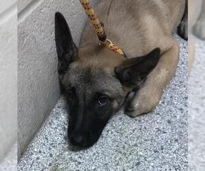 German Shepherd Dog Dogs for adoption in Conroe, TX, USA