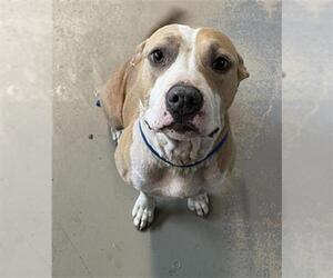 American Staffordshire Terrier Dogs for adoption in Tallahassee, FL, USA