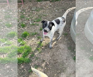 Mutt Dogs for adoption in Jackson, MS, USA