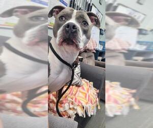 American Pit Bull Terrier Dogs for adoption in Peoria, IL, USA