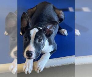 American Pit Bull Terrier-Labrador Retriever Mix Dogs for adoption in Augusta, GA, USA