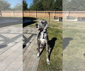 Great Dane Dogs for adoption in Bullard, TX, USA