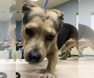 Chihuahua Dogs for adoption in Riverside, CA, USA