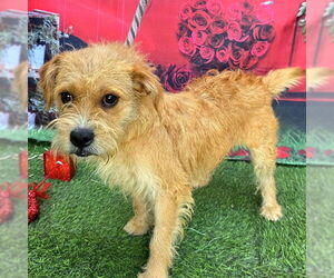 Mutt Dogs for adoption in Long Beach, CA, USA