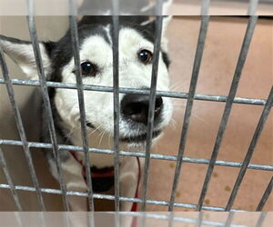 Siberian Husky Dogs for adoption in Ogden, UT, USA