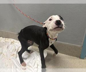 American Pit Bull Terrier-Unknown Mix Dogs for adoption in Las Vegas, NV, USA