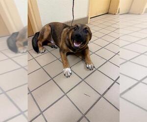 Labrador Retriever-Unknown Mix Dogs for adoption in South Lake Tahoe, CA, USA