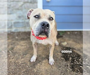 American Staffordshire Terrier-Unknown Mix Dogs for adoption in Maryville, TN, USA
