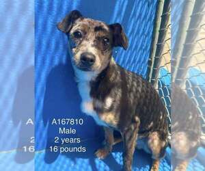 Chihuahua-Unknown Mix Dogs for adoption in Calgary, Alberta, Canada