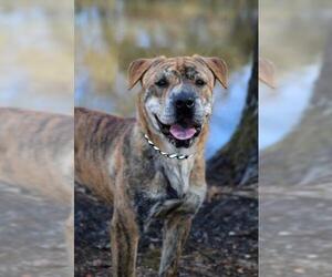 Chinese Shar-Pei-Unknown Mix Dogs for adoption in Natchitoches, LA, USA
