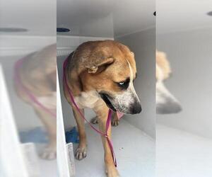 Mutt Dogs for adoption in Houston, TX, USA