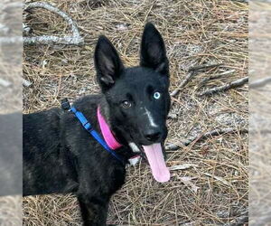 Mutt Dogs for adoption in Canton, CT, USA