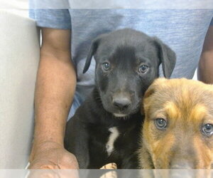 German Shepherd Dog-Unknown Mix Dogs for adoption in Oklahoma City, OK, USA