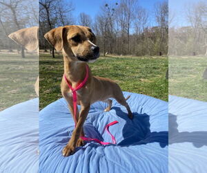 Mountain Cur-Unknown Mix Dogs for adoption in Sparta, TN, USA