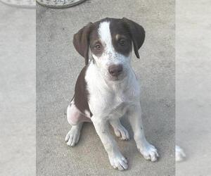 Mutt Dogs for adoption in San Antonio, TX, USA