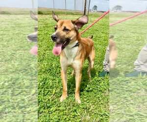 Mutt Dogs for adoption in Abbeville, LA, USA