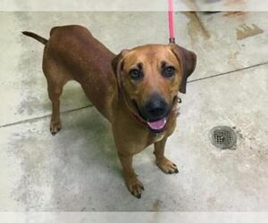 Redbone Coonhound Dogs for adoption in Green Cove Springs, FL, USA