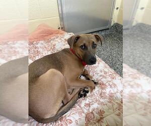 Black Mouth Cur-Unknown Mix Dogs for adoption in Brewster, MA, USA